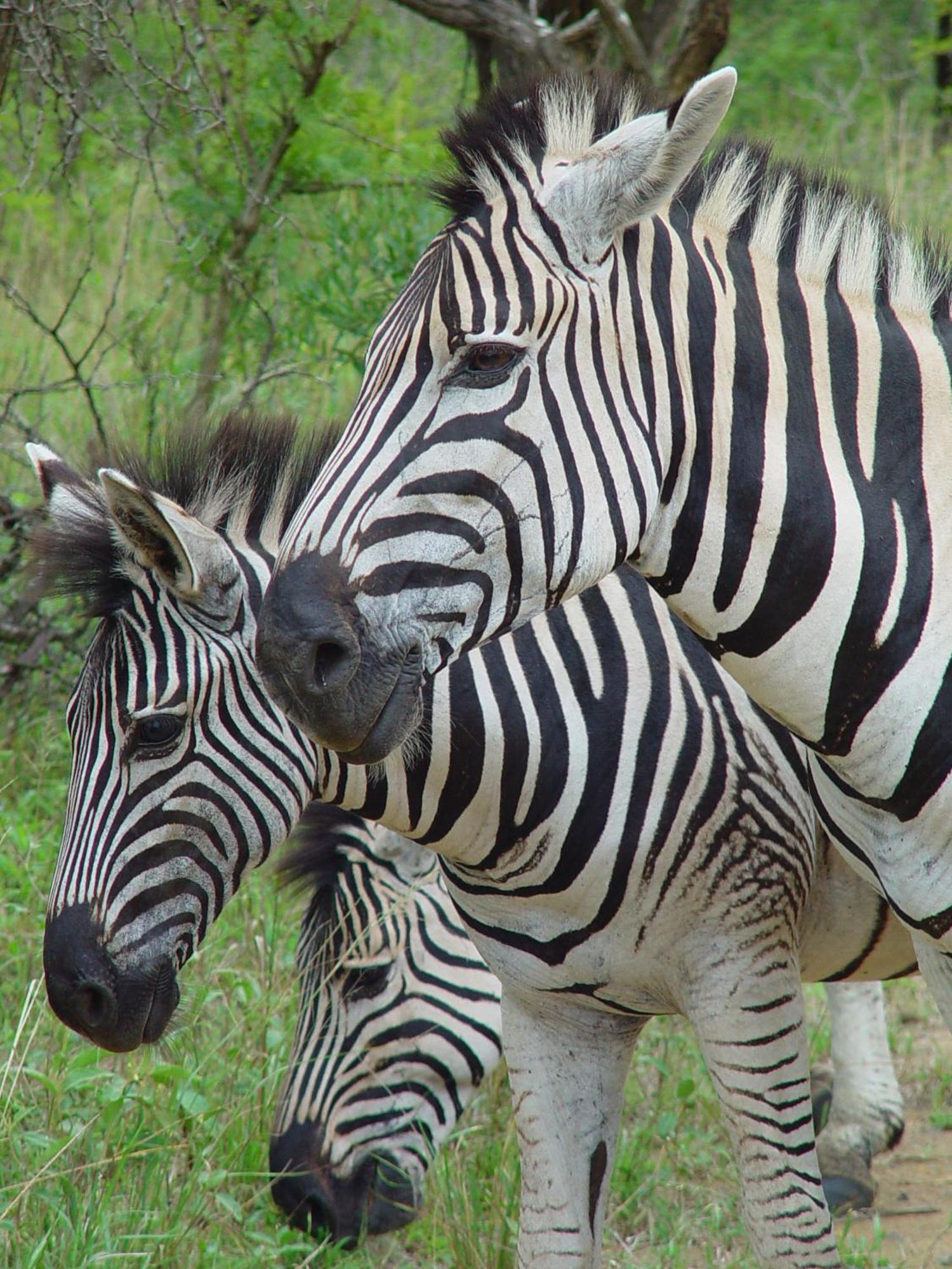 Hotel Rhino Walking Safaris Skukuza Exterior foto