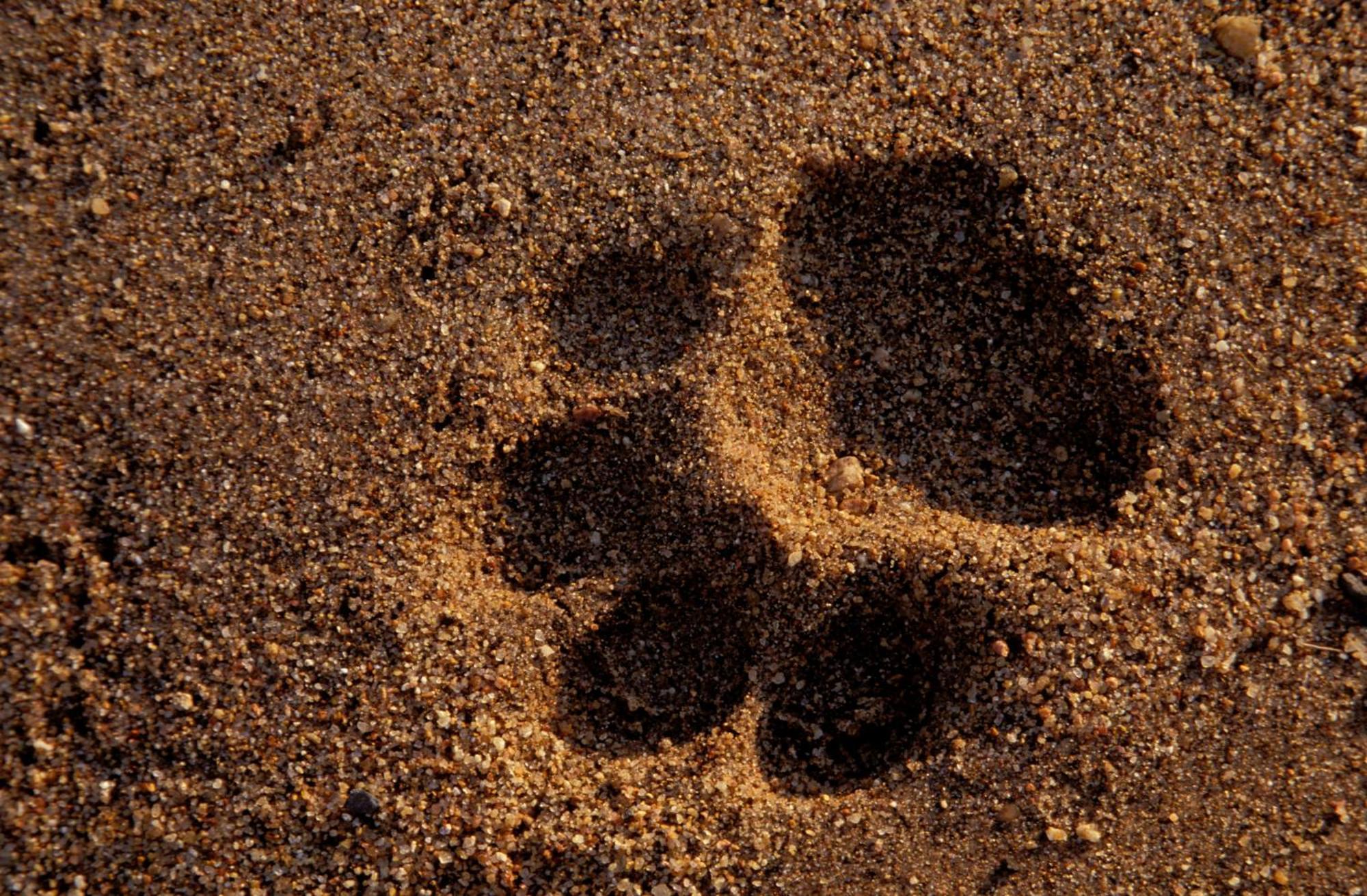 Hotel Rhino Walking Safaris Skukuza Exterior foto
