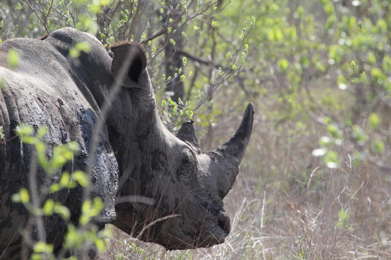 Hotel Rhino Walking Safaris Skukuza Exterior foto